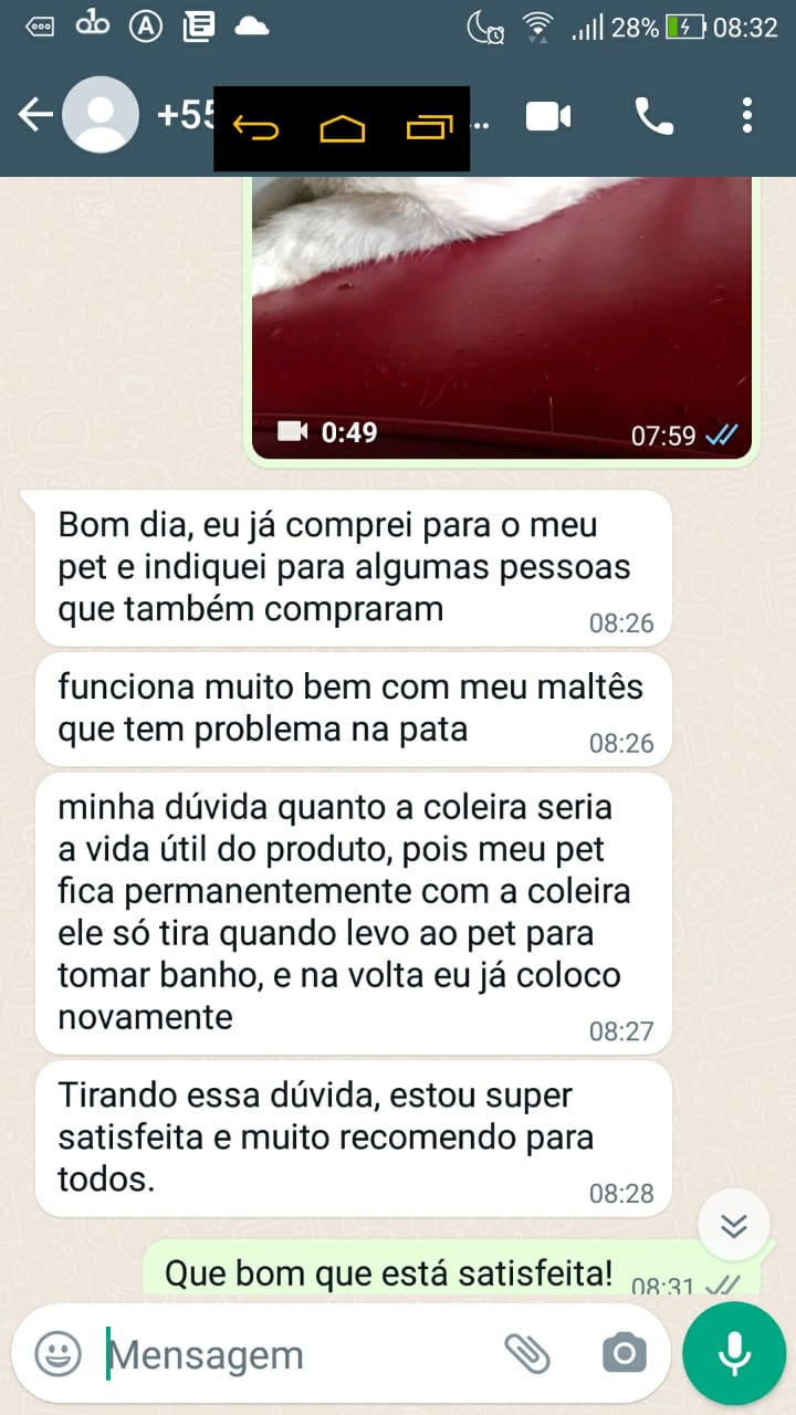 Cão problema pata
