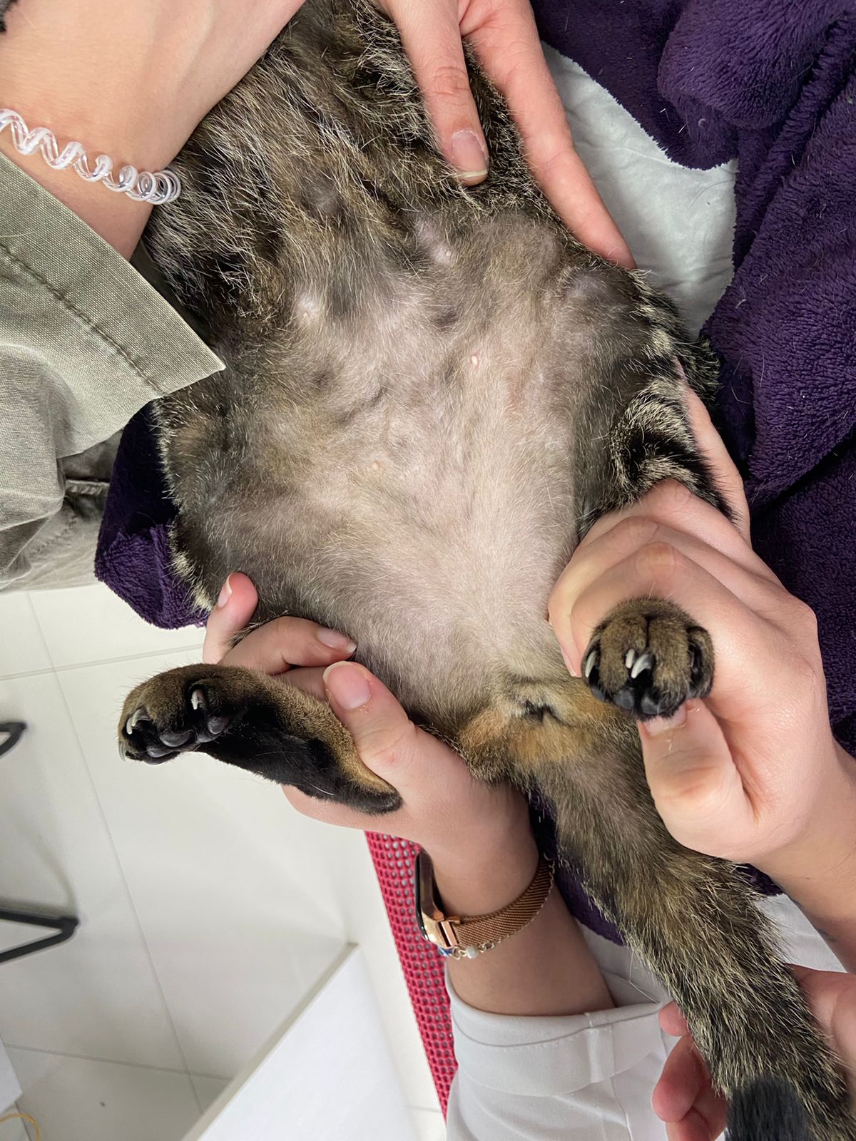 Gato1 depressão queda de pelos Depoimento Zap 1b