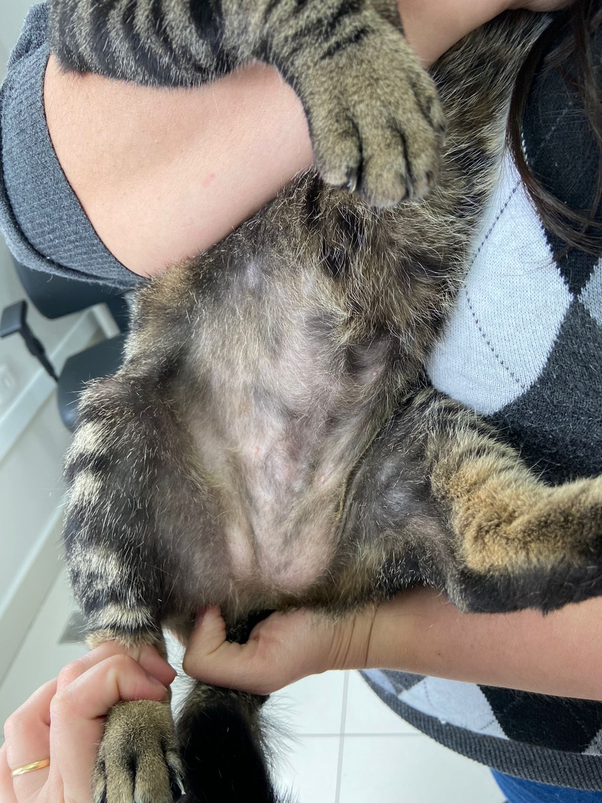 Gato1 depressão queda de pelos Depoimento Zap 1c