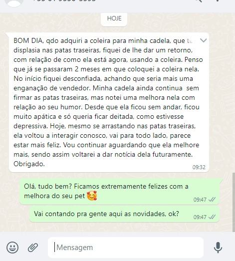 cão Displasia