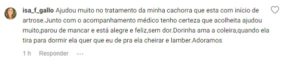 cão artrose mancando