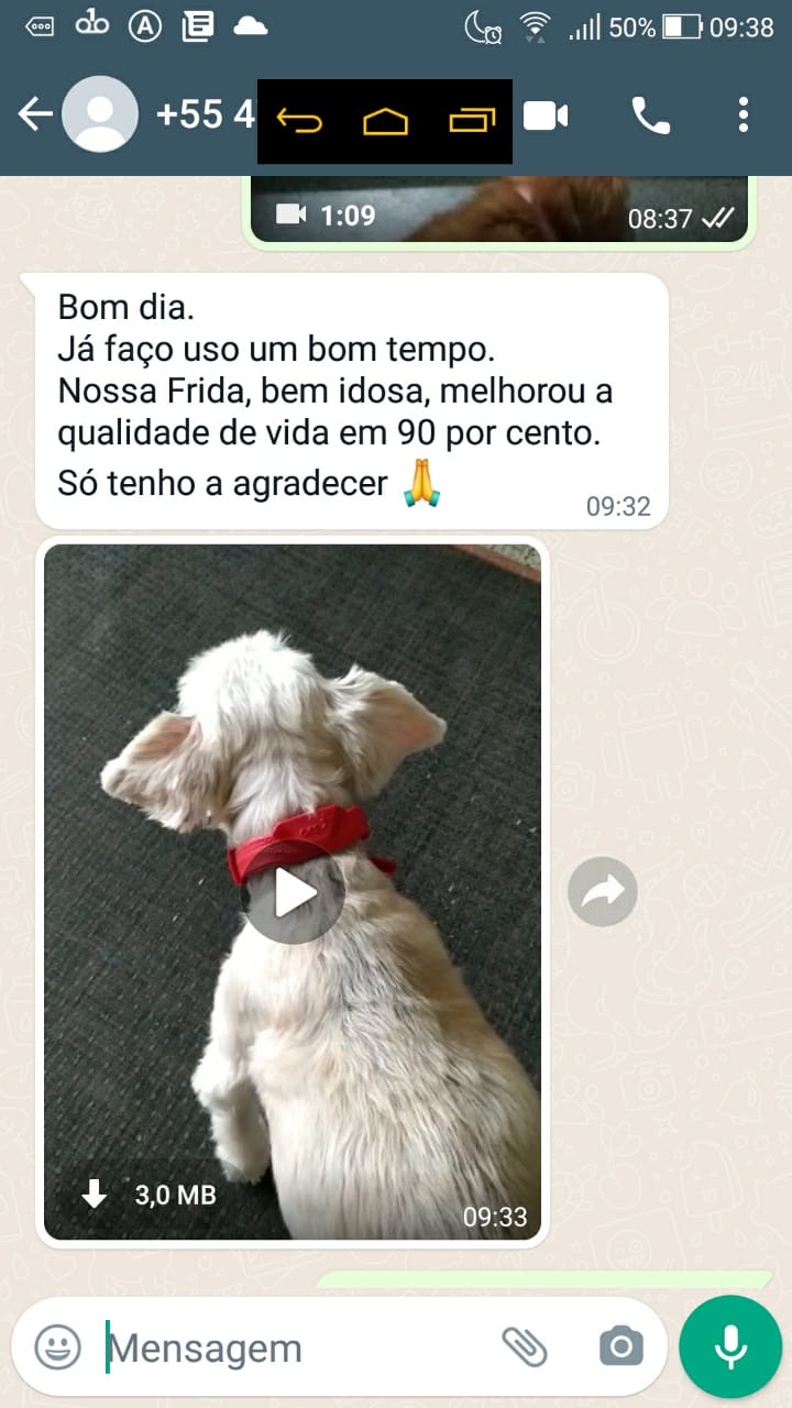 cão idoso qualidade de vida Frida