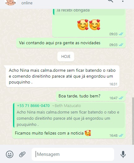 gato1 calmo e comendo