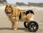 dog-artrite.jpg dog-artrite.jpg