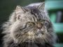old-cat.jpg old-cat.jpg